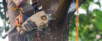 Best Leaf Removal  in Bowleys Quarters, MD
