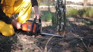  Bowleys Quarters, MD Tree Removal Pros