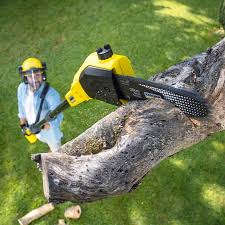 Best Tree Maintenance Programs  in Bowleys Quarters, MD
