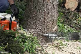 Best Tree Removal  in Bowleys Quarters, MD