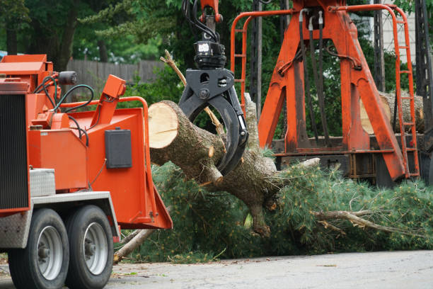 Best Lawn Renovation and Restoration  in Bowleys Quarters, MD