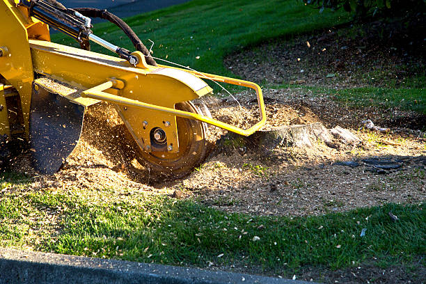 Lawn Pest Prevention in Bowleys Quarters, MD