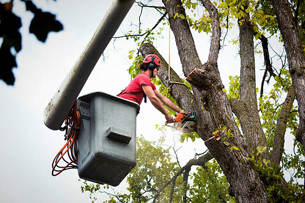 Best Utility Line Clearance  in Bowleys Quarters, MD